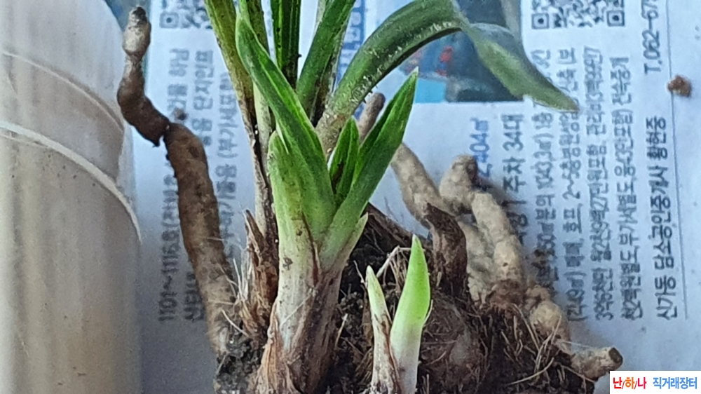 **산채 산반성 단엽변**