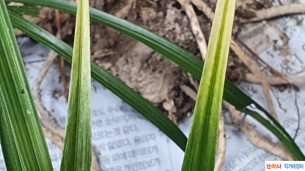 **특산채 황 서산반 **