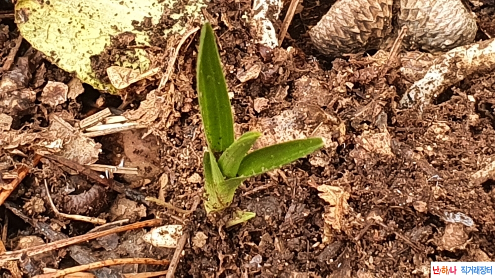 금일산채 단엽성