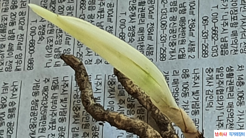 산채 호반물 & 백서반?