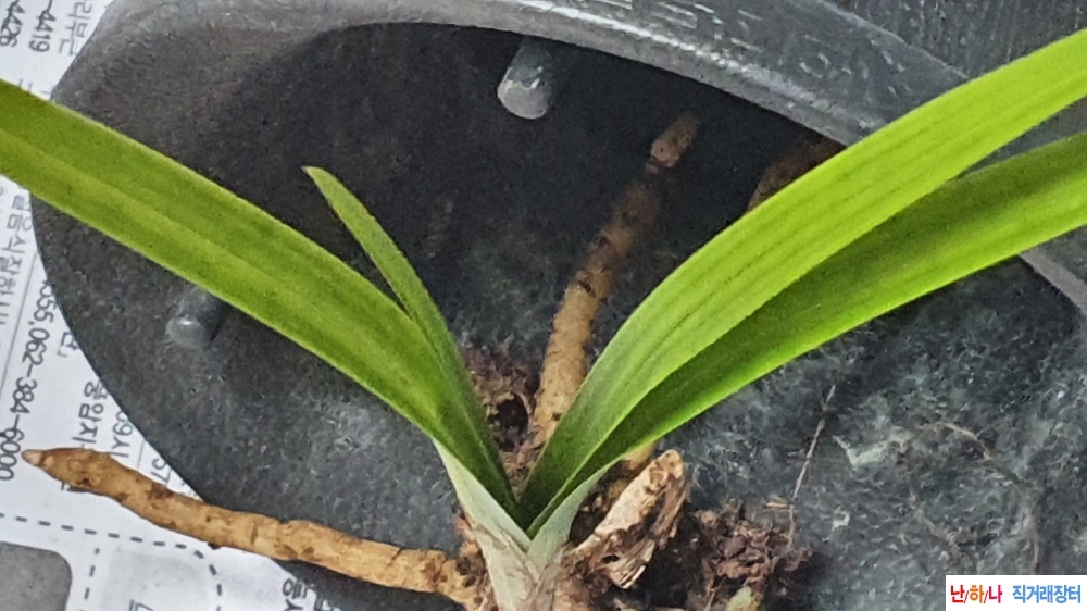 산채입변 아롱녹서반