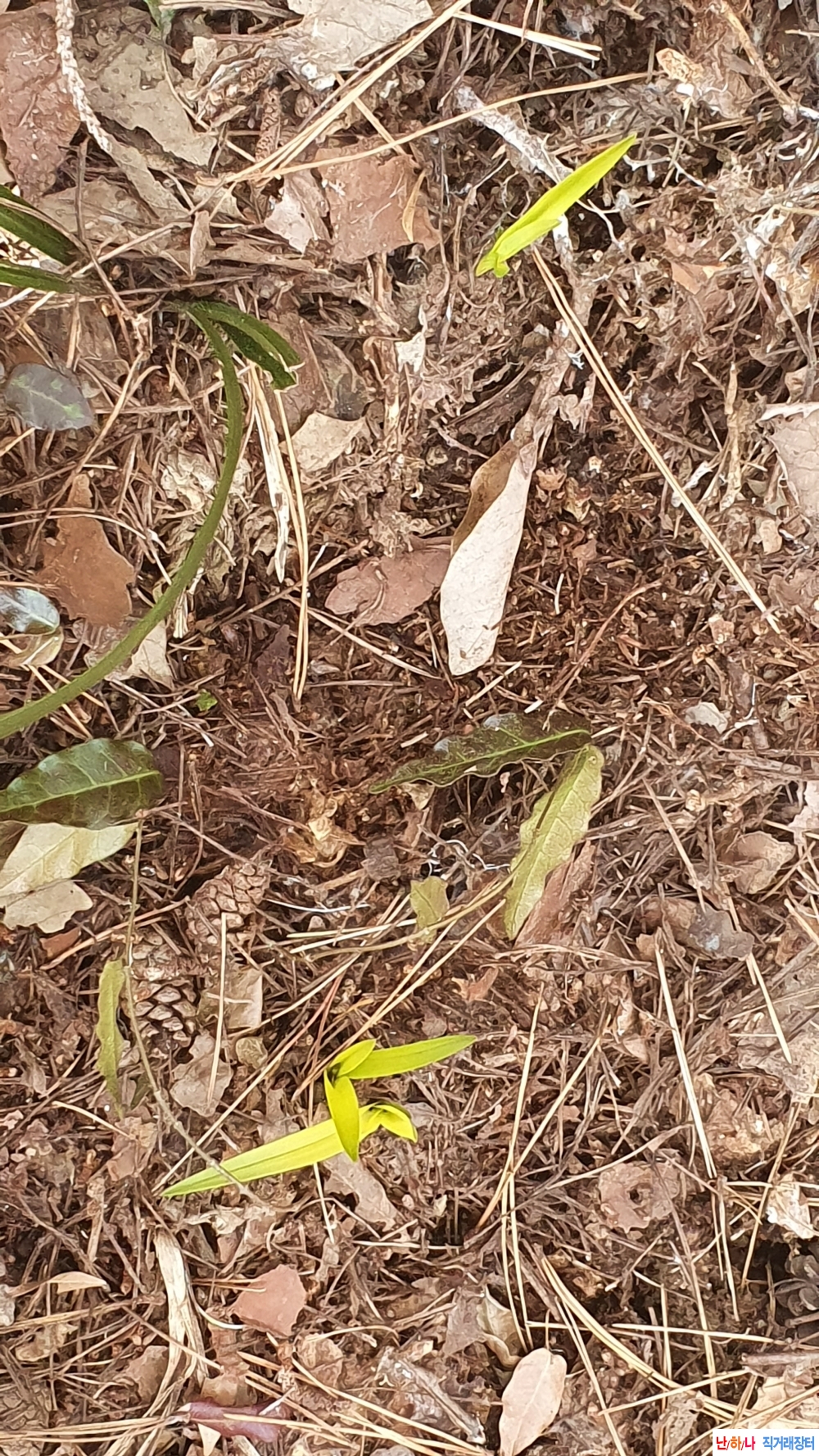 **특산채 단엽성 금계**