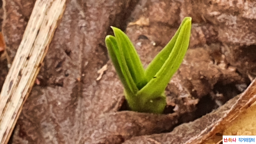 금일산채 반성 단엽변
