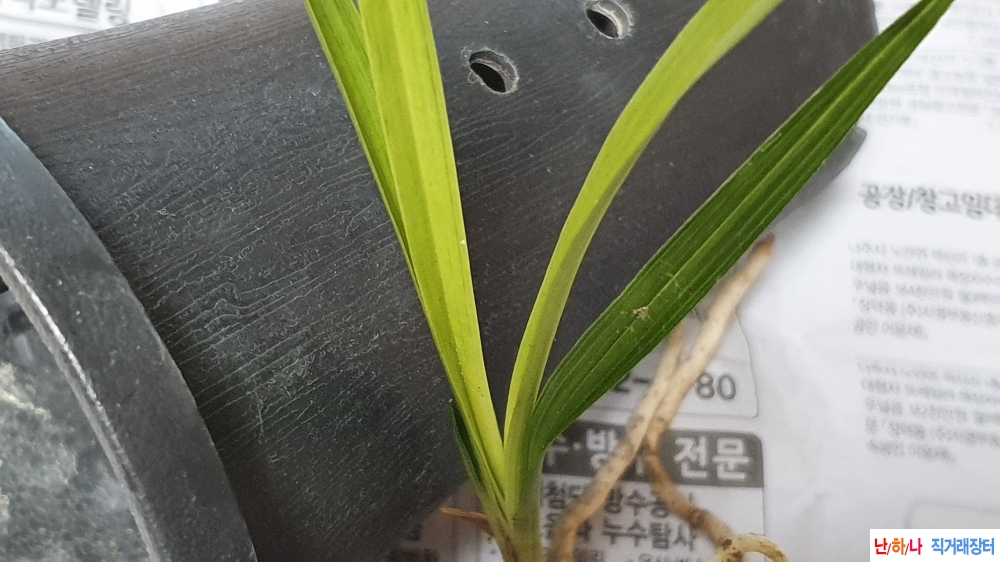 금일산채 서반입변