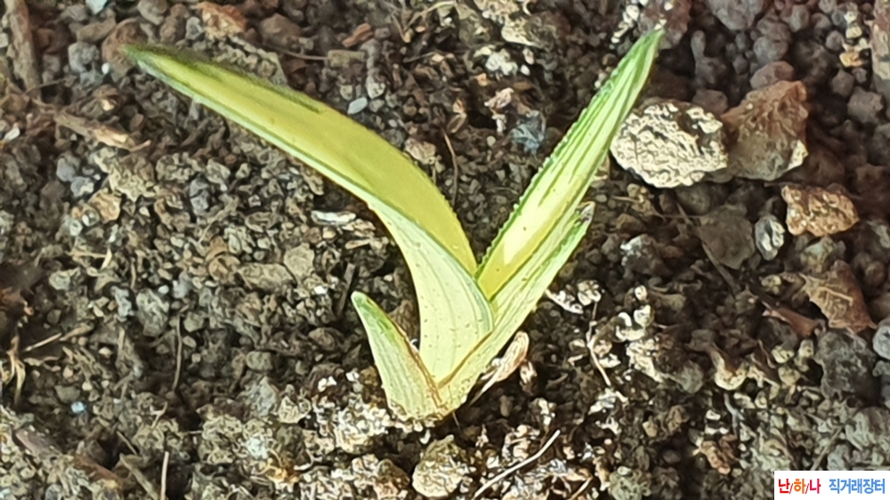 **특산채 단엽변 극황?