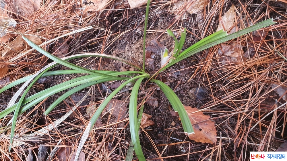 금일산채 화형 색화