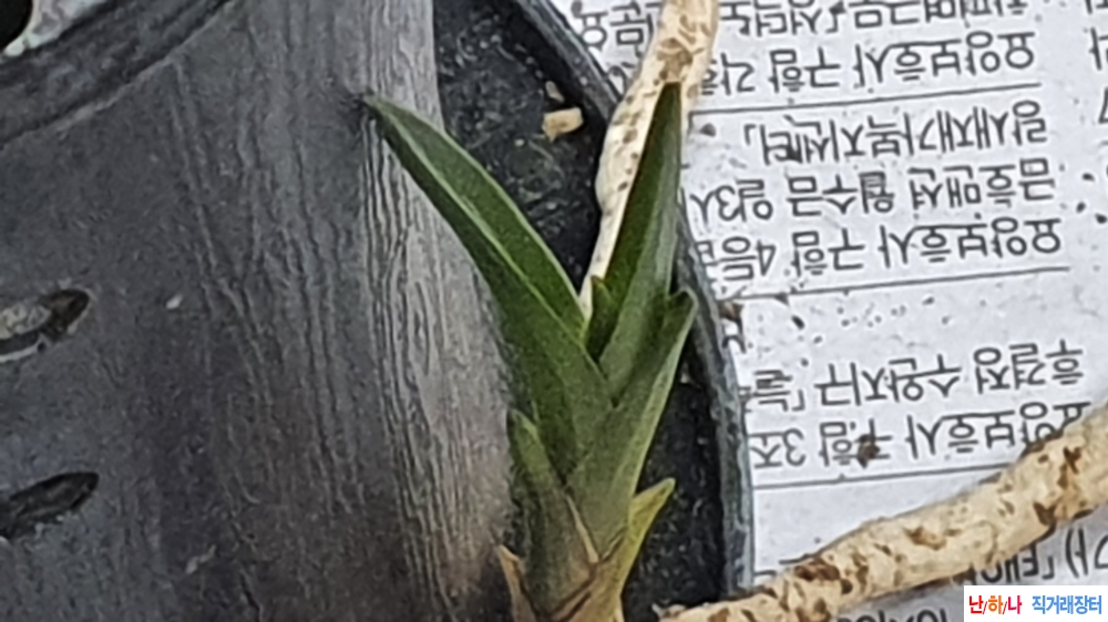 산채  반성입변