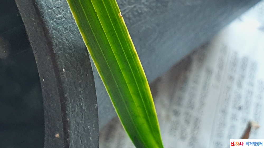 산채 좌우무늬 반성