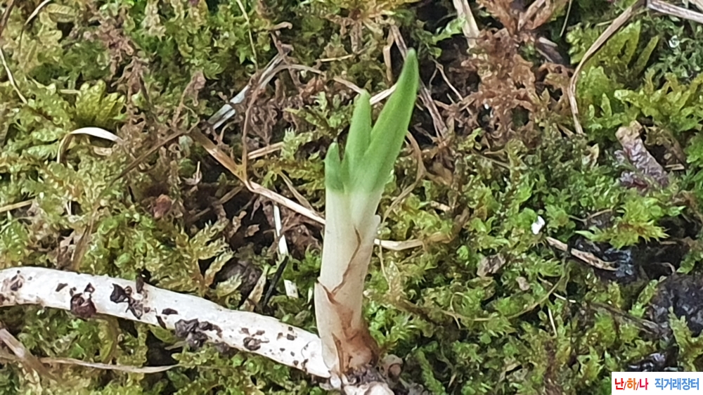 산채서성 단엽성변