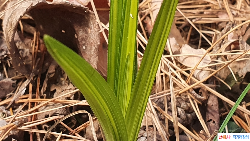 **특 금일산채 흙채그?