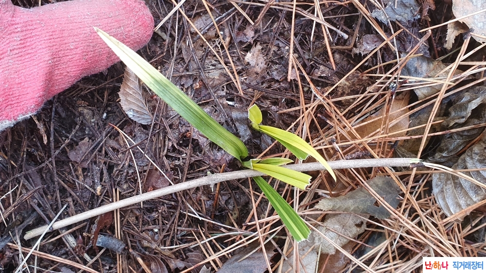 **산채 단엽성 금계**