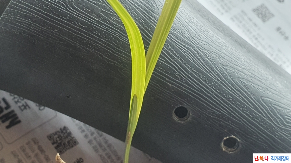 산채 입변 황서반