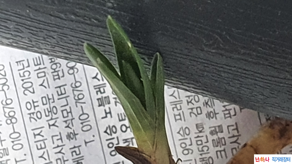 산채 단엽성 &서반