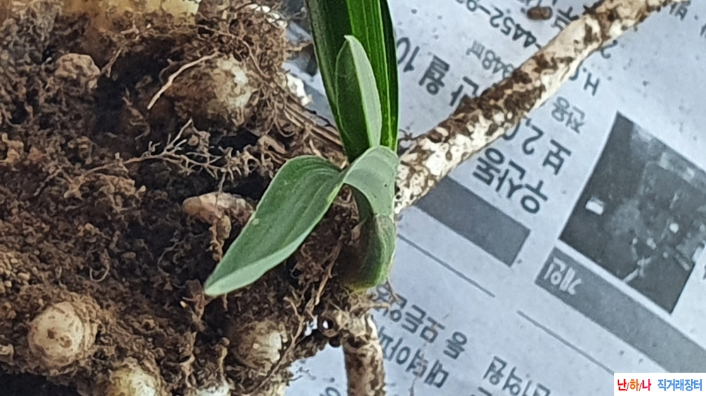 산채 반성 입변