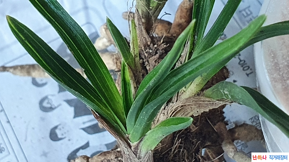 **산채 산반성 단엽변**