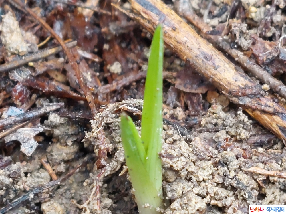 산채 까닥지입변서