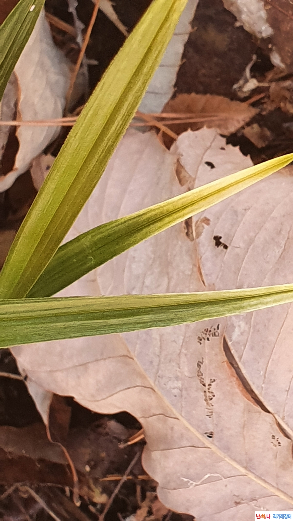 **금일산채 황산반 **