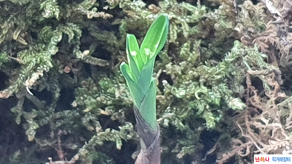 산채 단엽성 반성