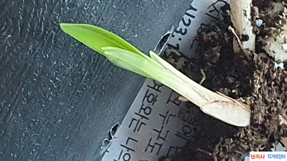 산채 서반물 두화나무