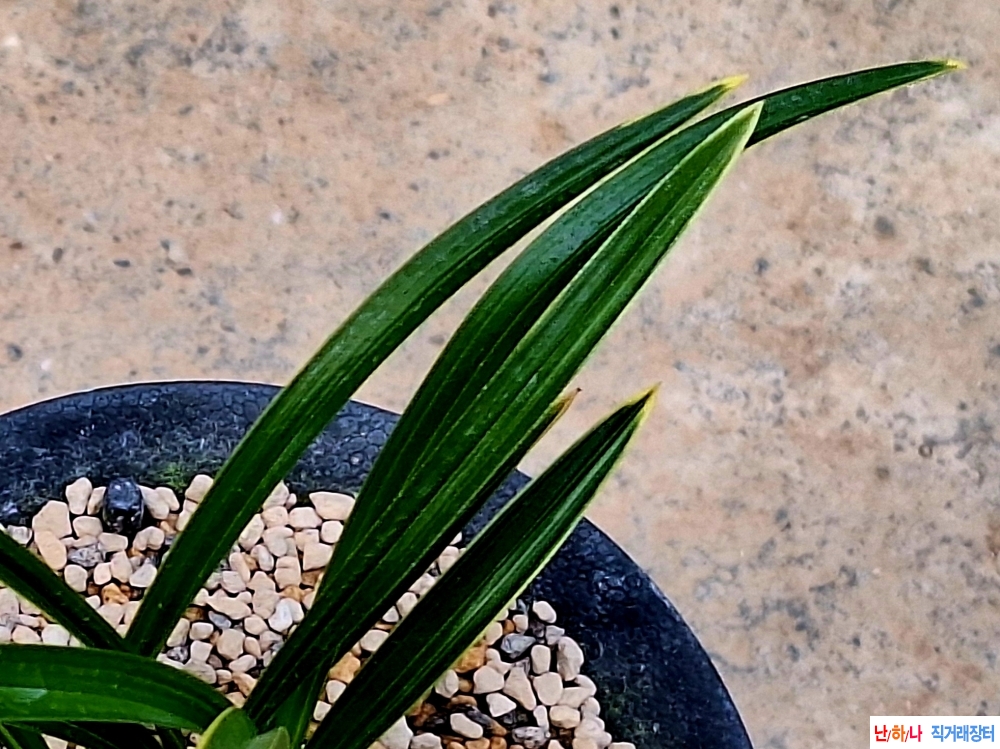 튼실한 입변황복륜