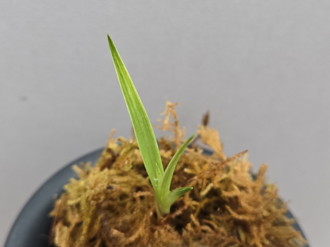 산채품