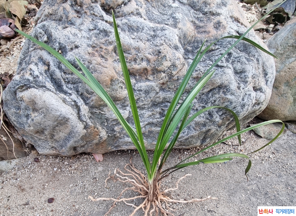 산채산반사복꽃1