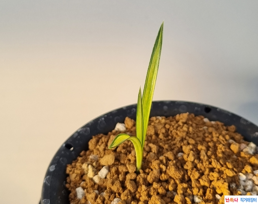 중투산반중투3분