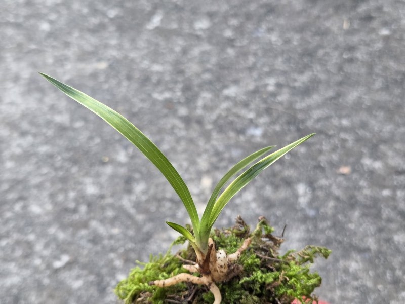 산채품 서반
