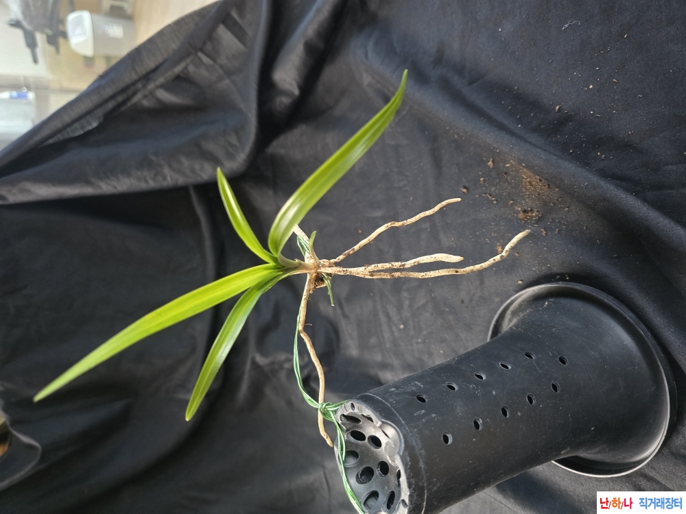 산채 서성 입변