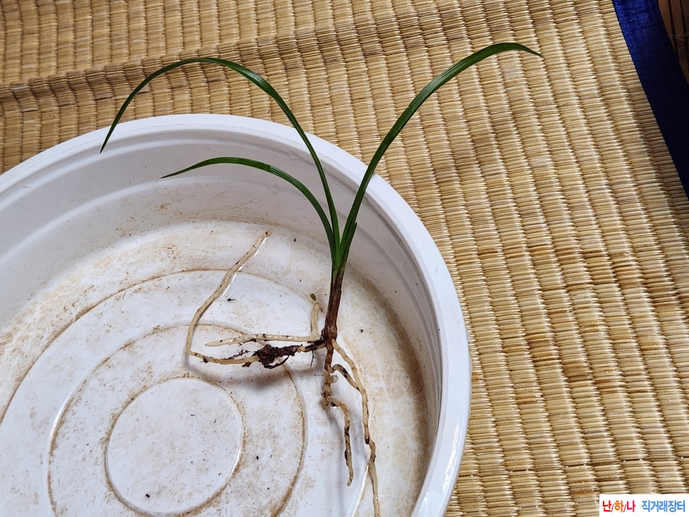 산채산반호 반성