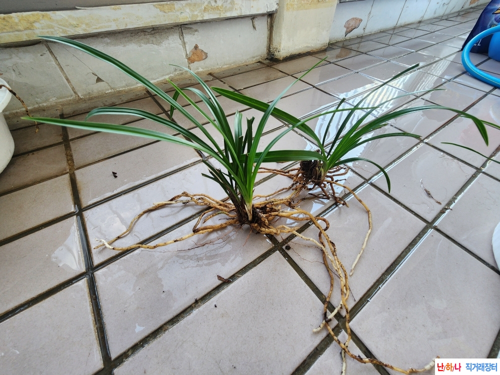 산채산반호와 끝산반