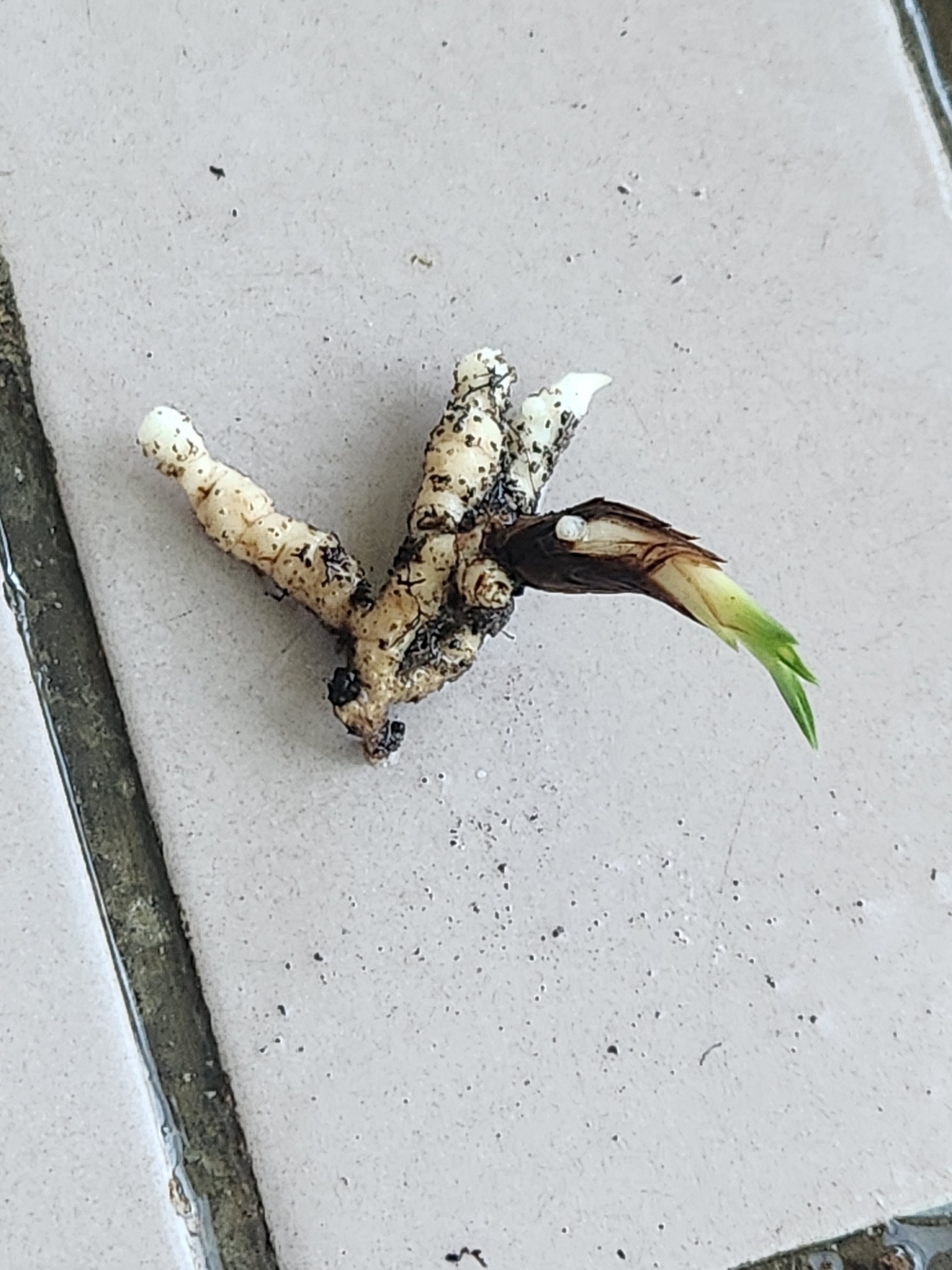 산채산반단엽