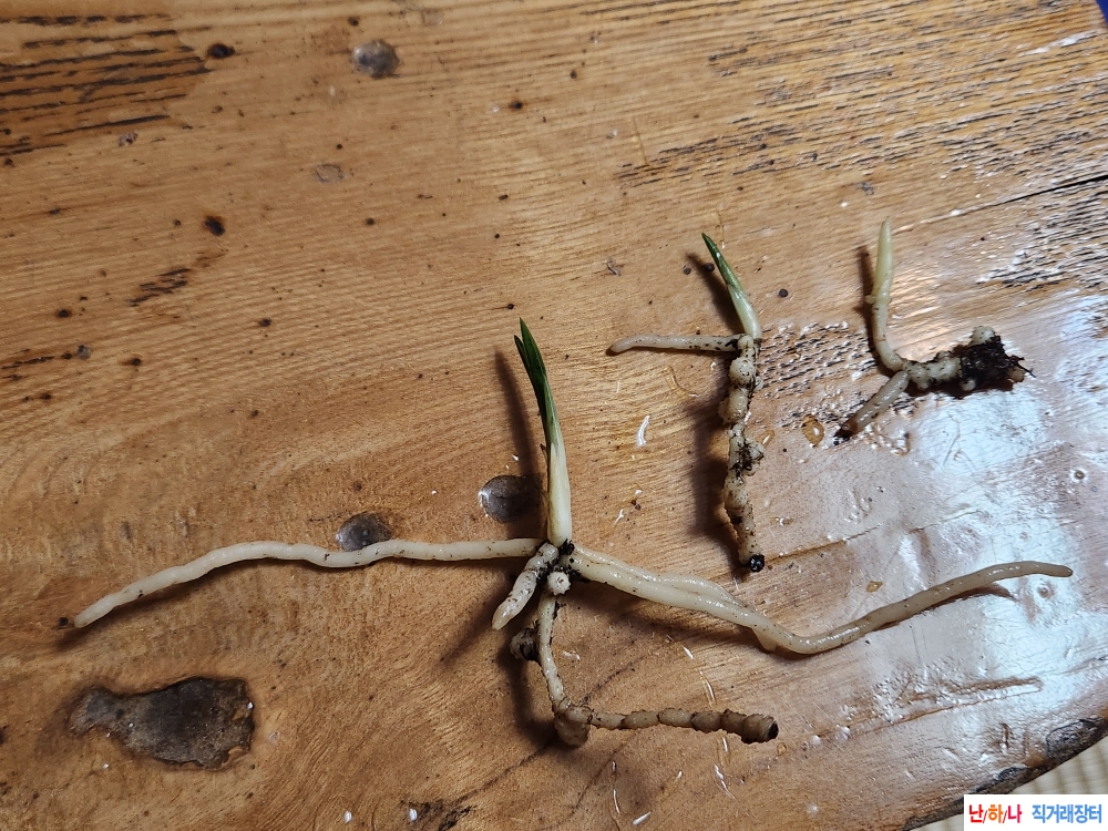 산채단엽3촉(산반성)