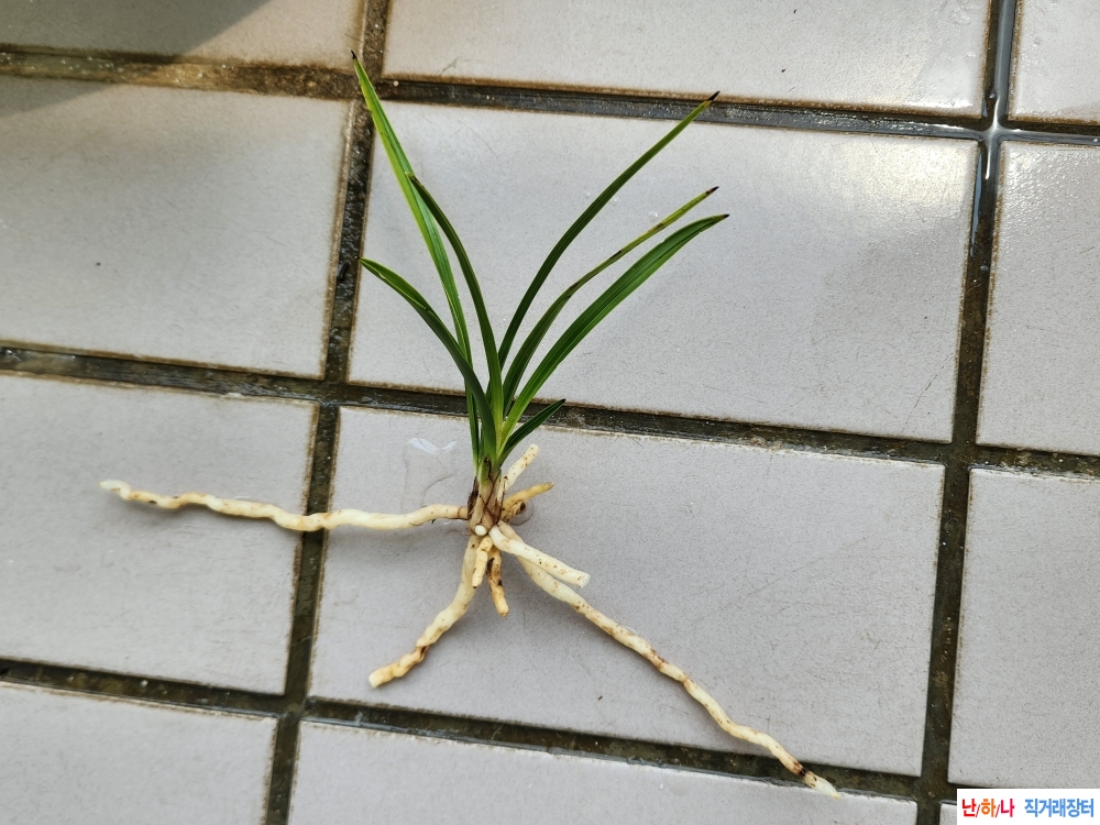 산채단엽서반