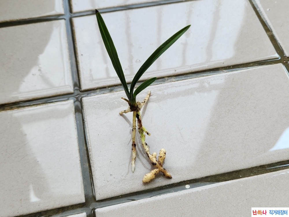 산채장단엽1촉