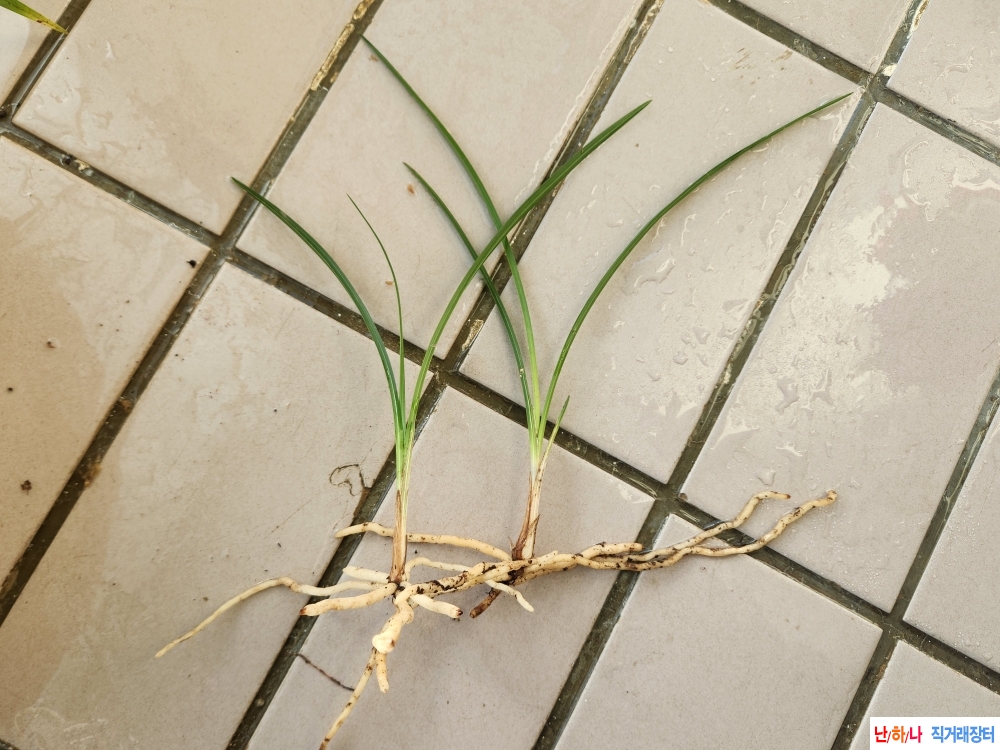 산채장단엽성2종