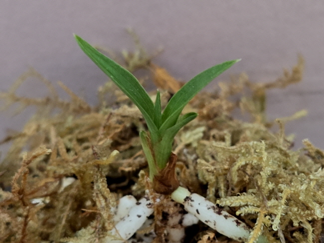 산채품