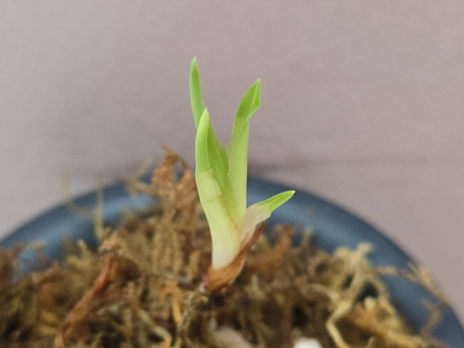 산채품
