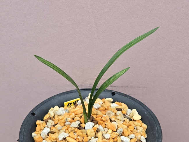 변좋은산반중투