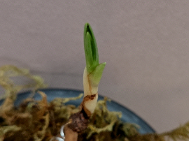 산채품