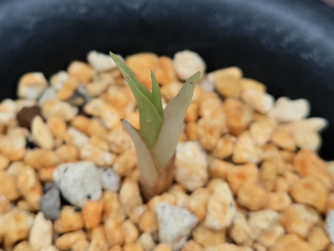 산채품