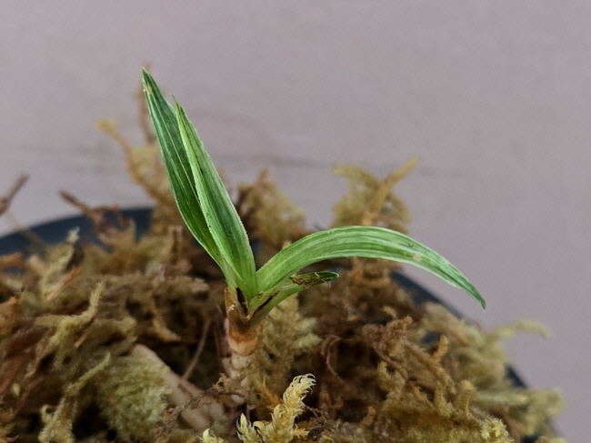 산채품
