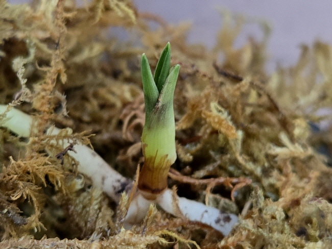 산채품