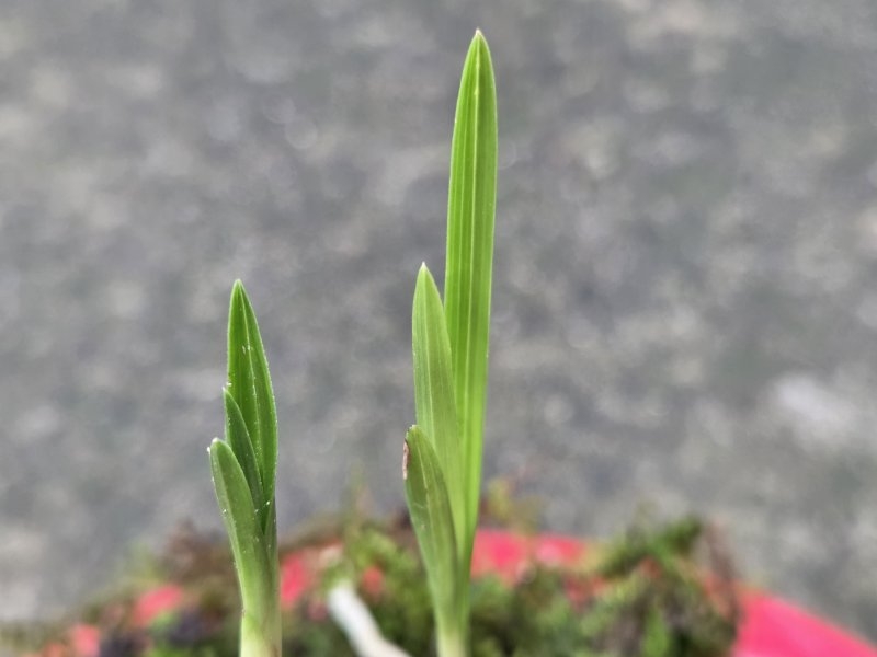 산채품 마루변