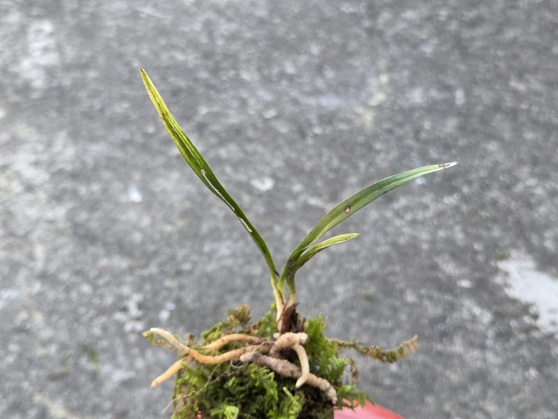 산채품 황산반