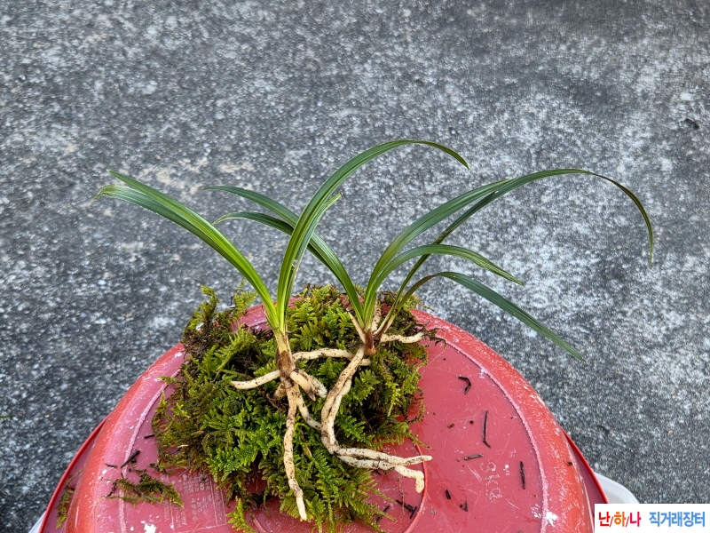 산채품 산반2개