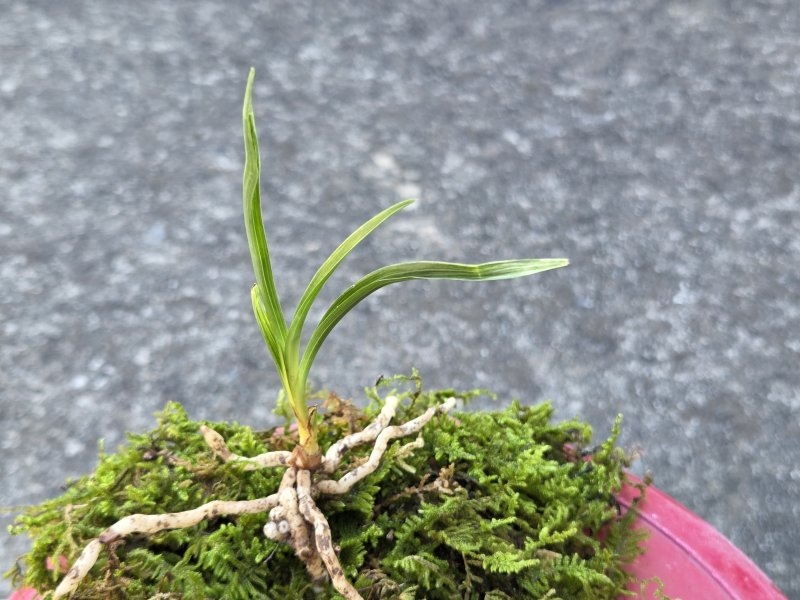 산채품 산반