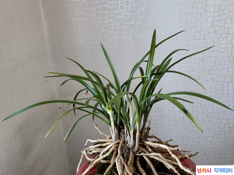 백화기대 소심2