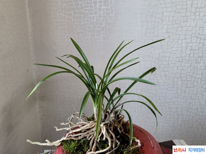 백화기대 소심 1