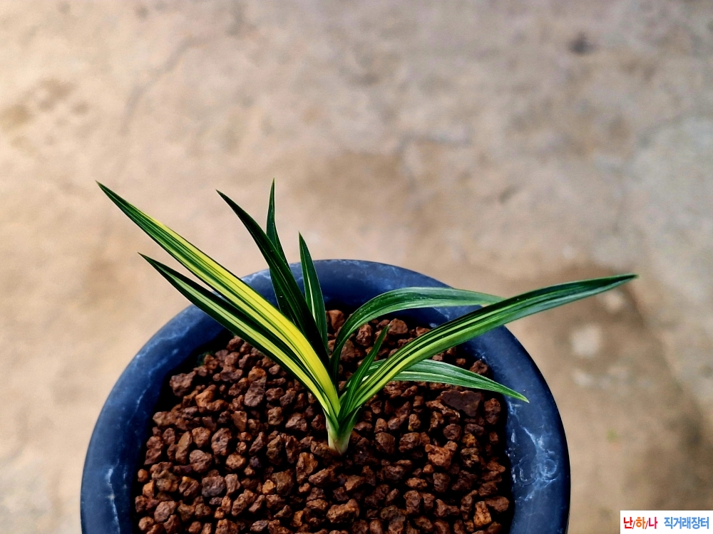 까닥지 입변 중투호